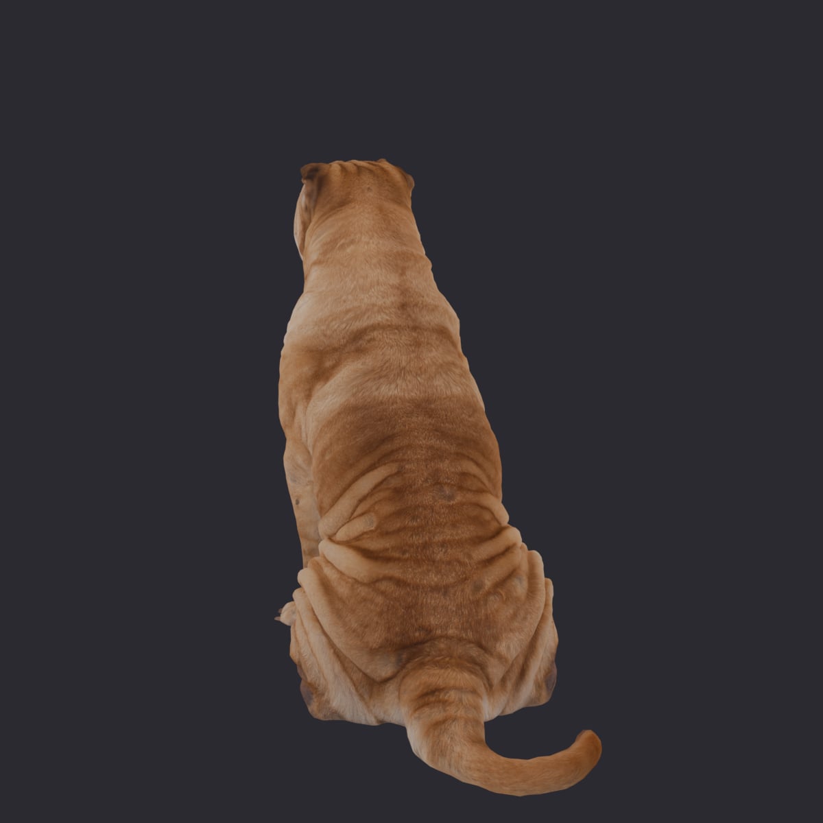Shar Pei — Sitting Pose Wrinkled Dog Model — thumbnail 2