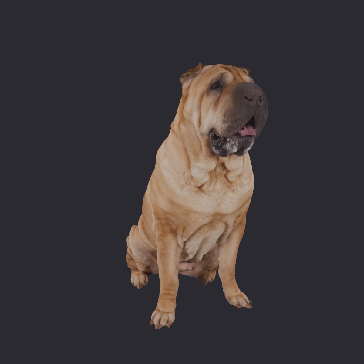 Shar Pei — Sitting Pose Wrinkled Dog Model — thumbnail 4
