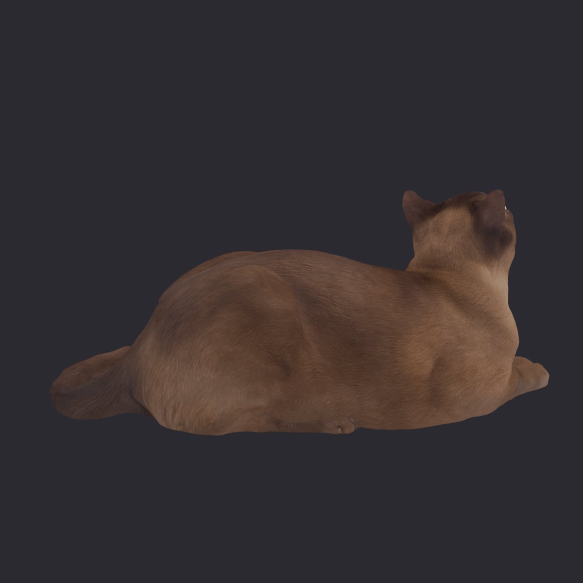 Burmese Cat — Stretched Lying Pose, Looking Up — thumbnail 3
