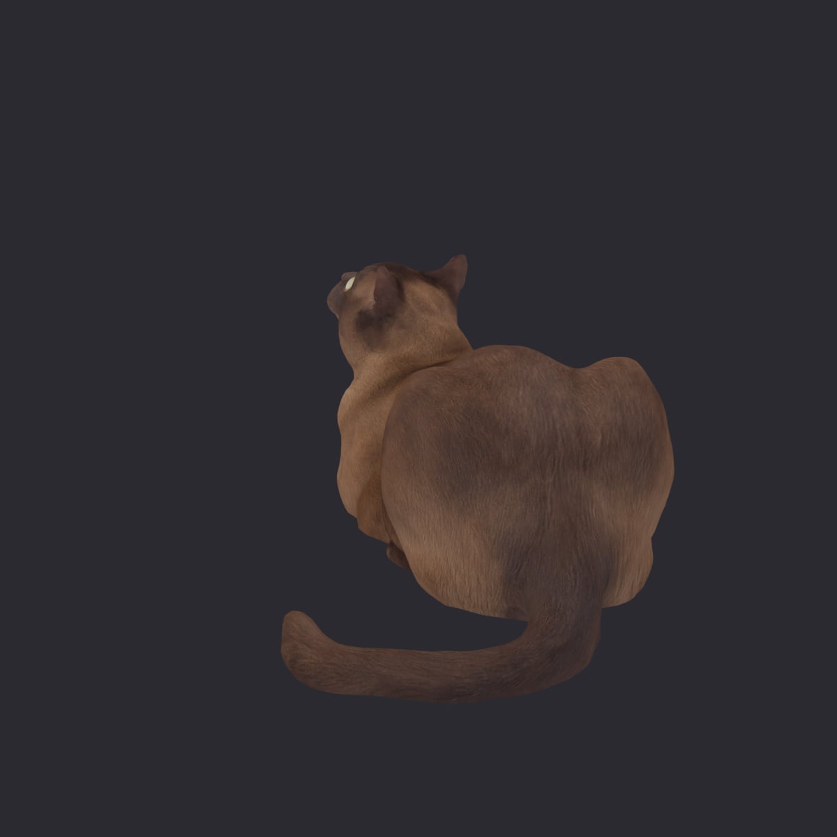 Burmese Cat — Stretched Lying Pose, Looking Up — thumbnail 2