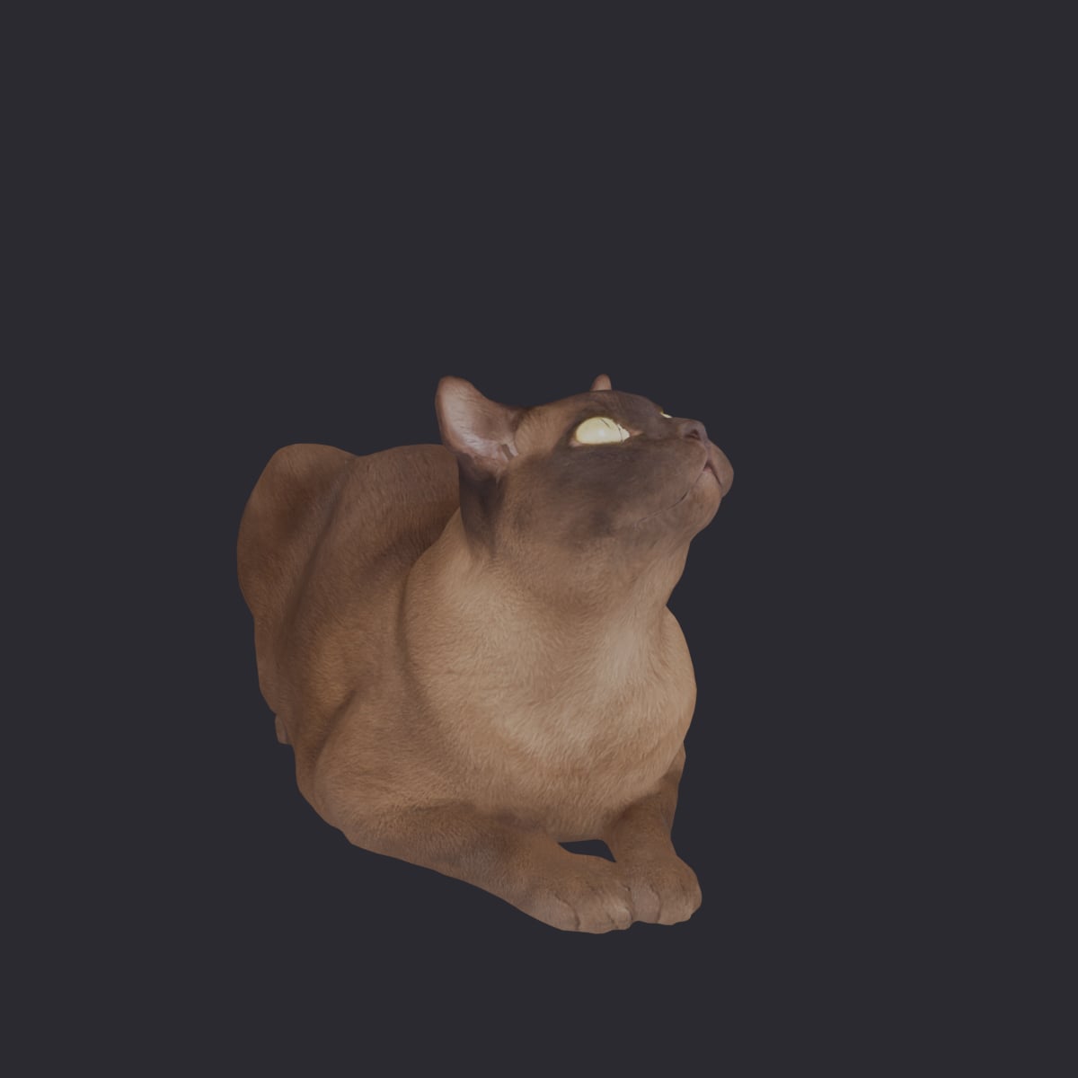 Burmese Cat — Stretched Lying Pose, Looking Up — thumbnail 4
