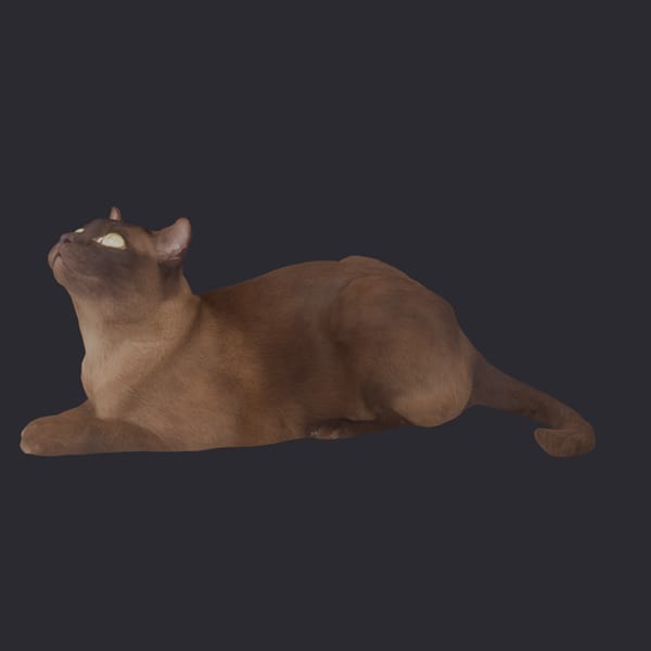 Burmese Cat — Stretched Lying Pose, Looking Up