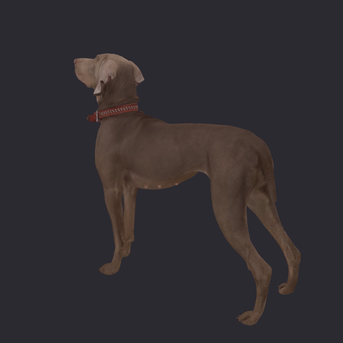 Weimaraner — On Alert, Standing with Studded Collar — thumbnail 3