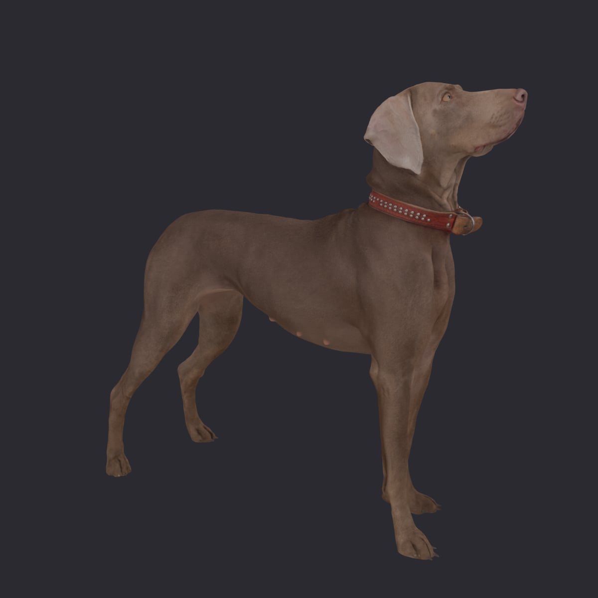 Weimaraner — On Alert, Standing with Studded Collar