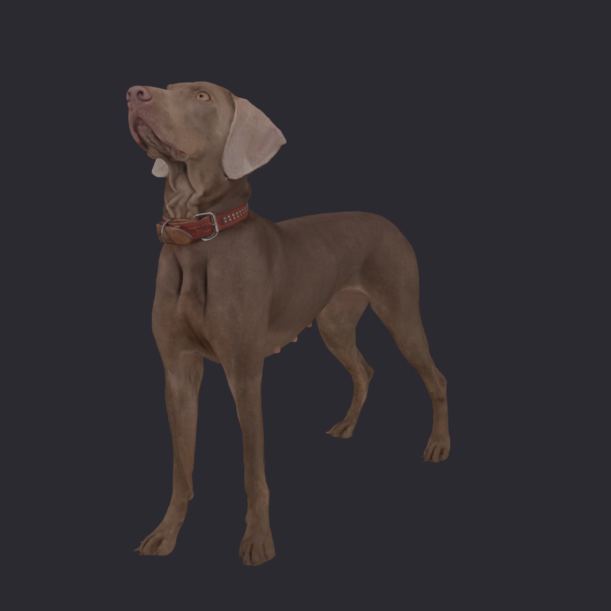 Weimaraner — On Alert, Standing with Studded Collar — thumbnail 2