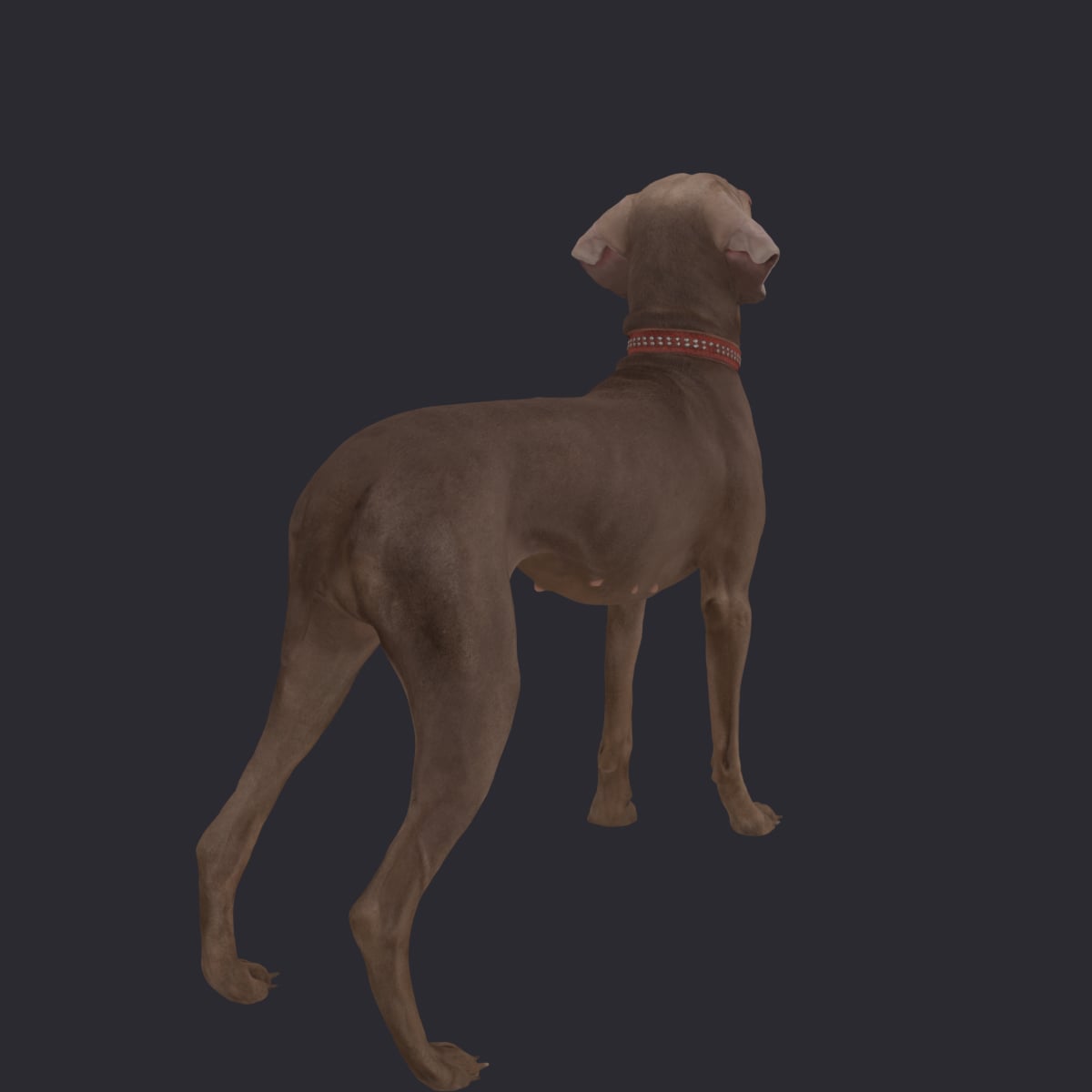 Weimaraner — On Alert, Standing with Studded Collar — thumbnail 4