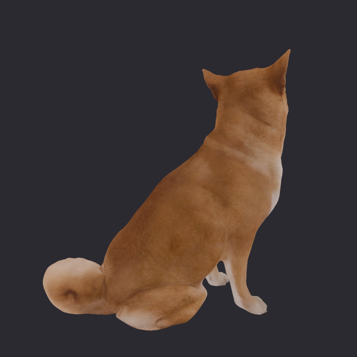 Shiba Inu — Sitting Pose 3D Model — thumbnail 3