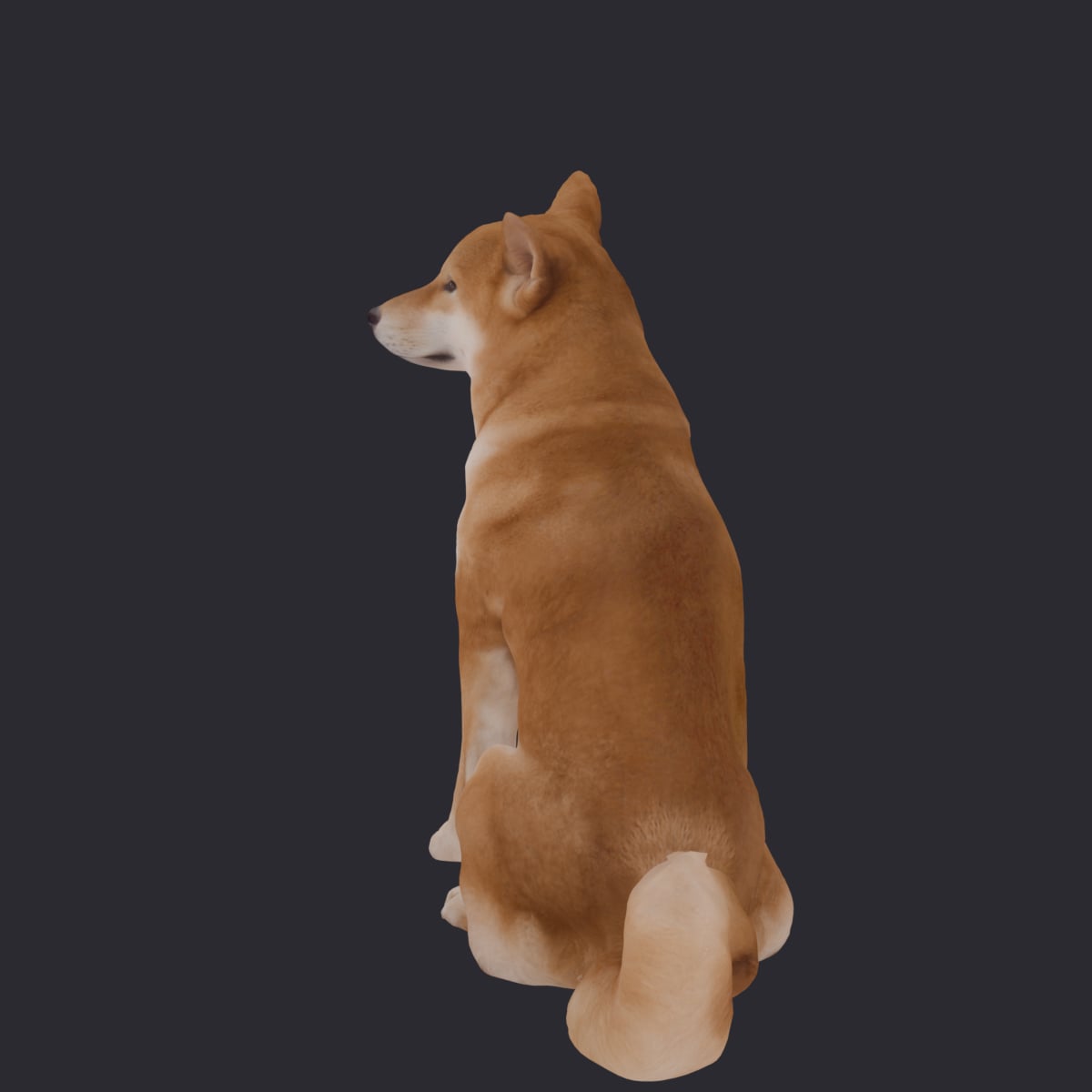 Shiba Inu — Sitting Pose 3D Model — thumbnail 2