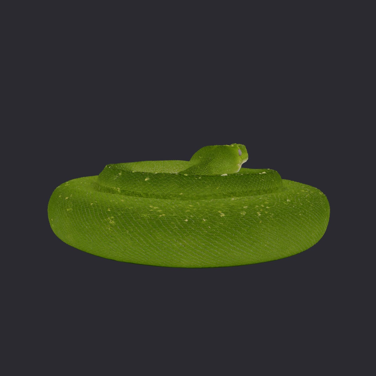 Green Tree Python — Coiled at Rest — thumbnail 3