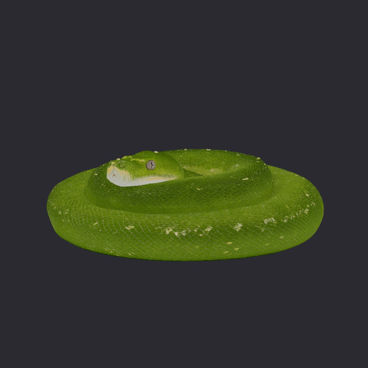 Green Tree Python — Coiled at Rest
