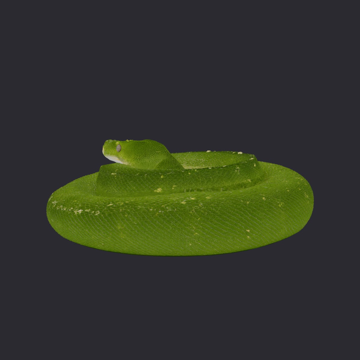 Green Tree Python — Coiled at Rest — thumbnail 2