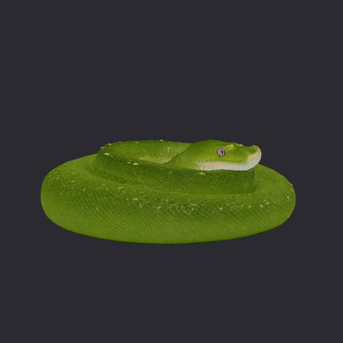 Green Tree Python — Coiled at Rest — thumbnail 4