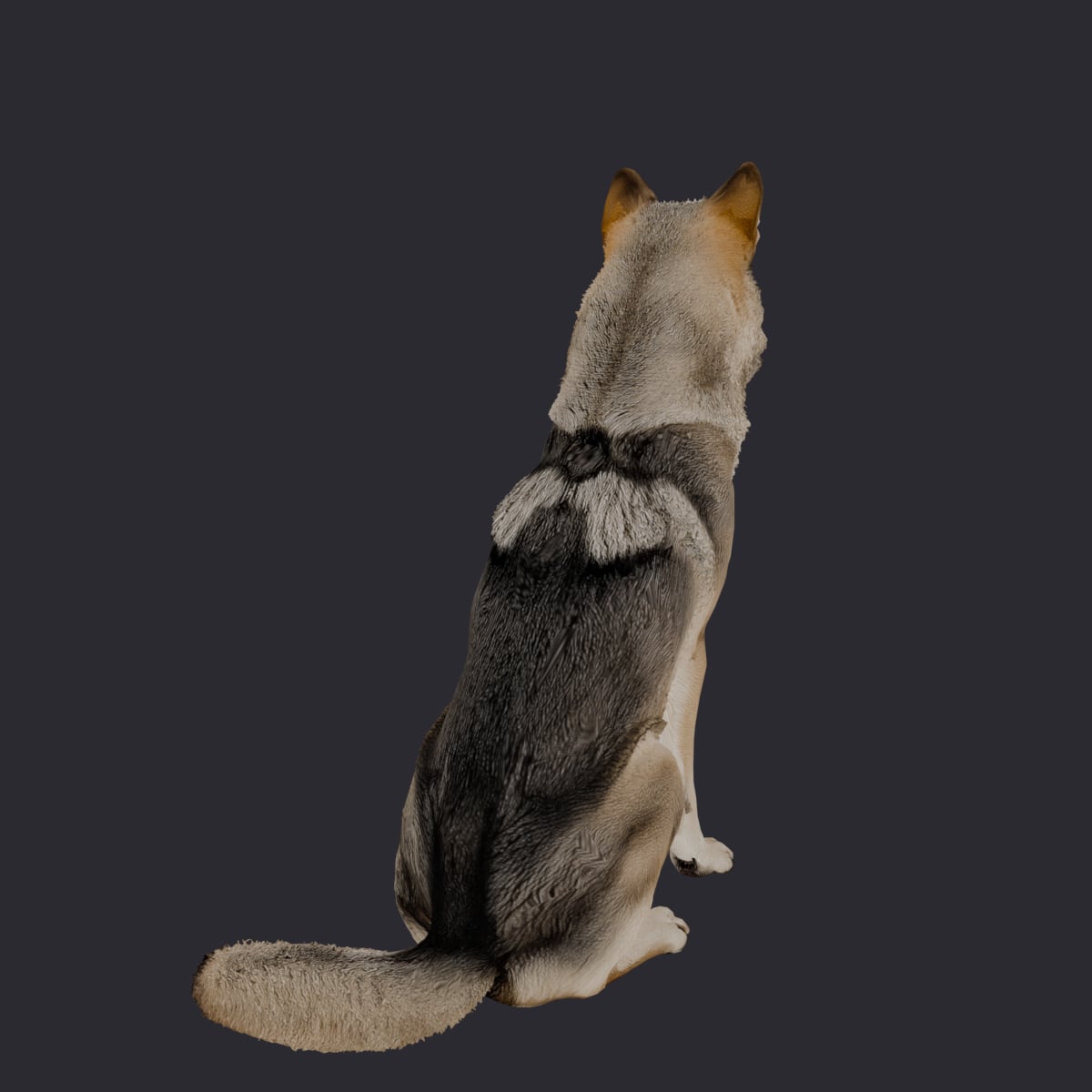 Gray Wolf — Sitting, Head Turned Aside — thumbnail 3