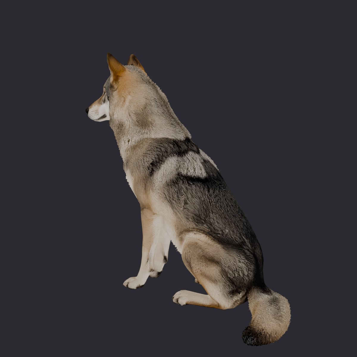 Gray Wolf — Sitting, Head Turned Aside — thumbnail 2