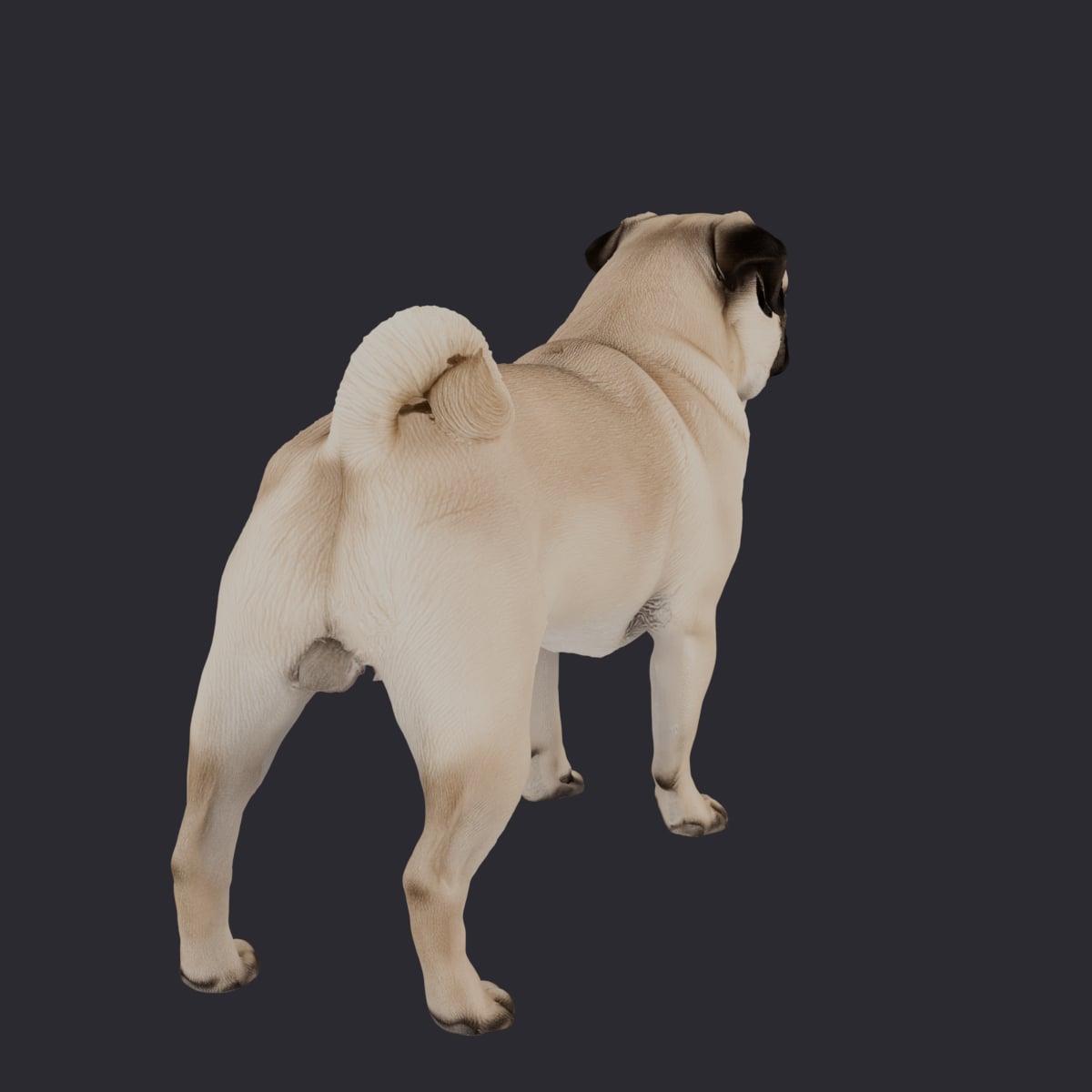 Pug — Standing Pose 3D Model — thumbnail 3