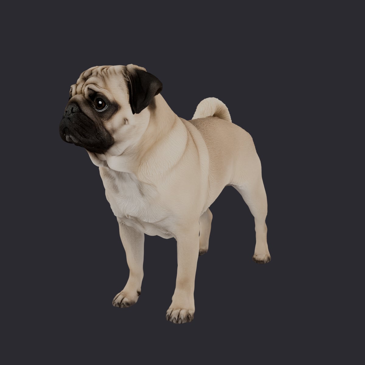Pug — Standing Pose 3D Model