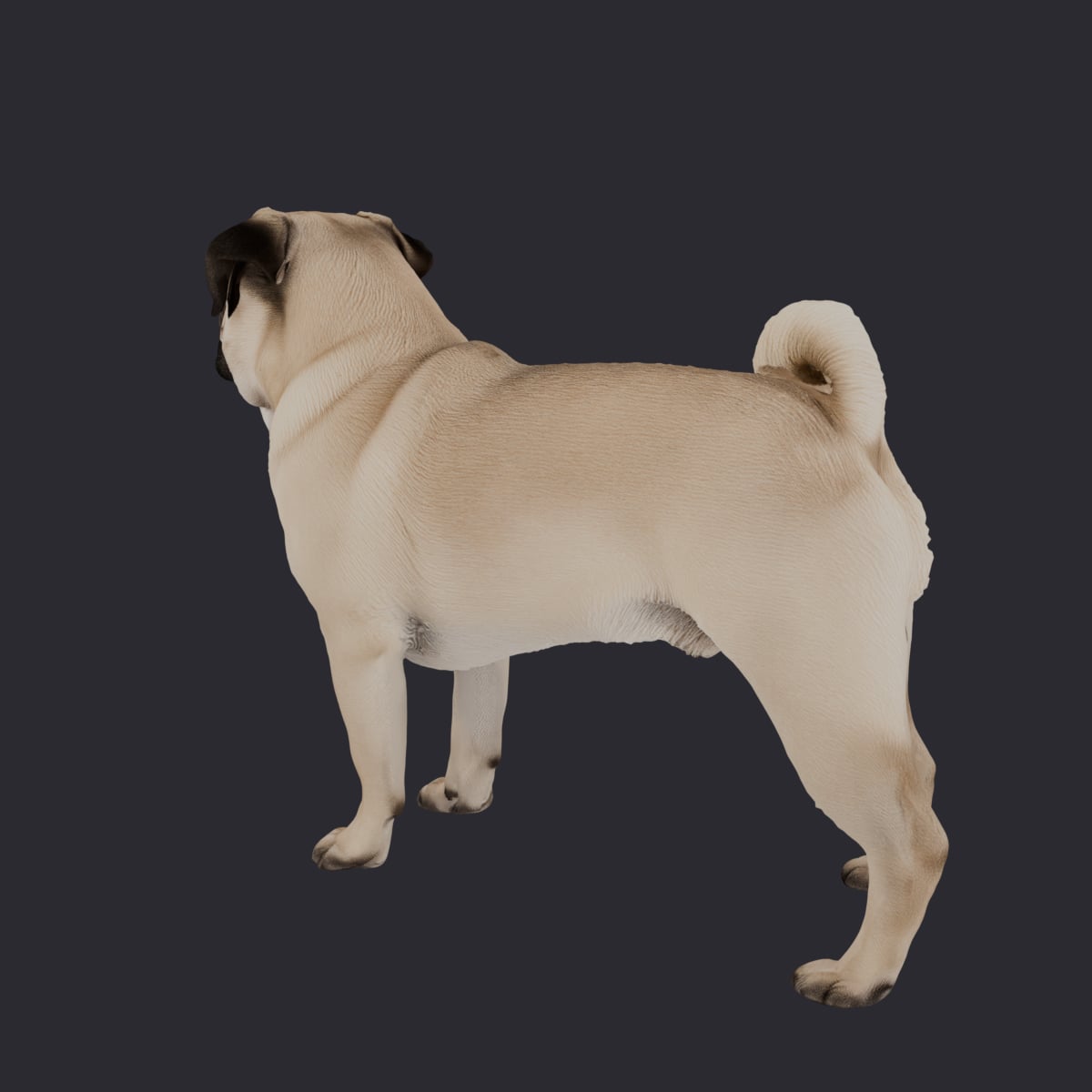 Pug — Standing Pose 3D Model — thumbnail 2