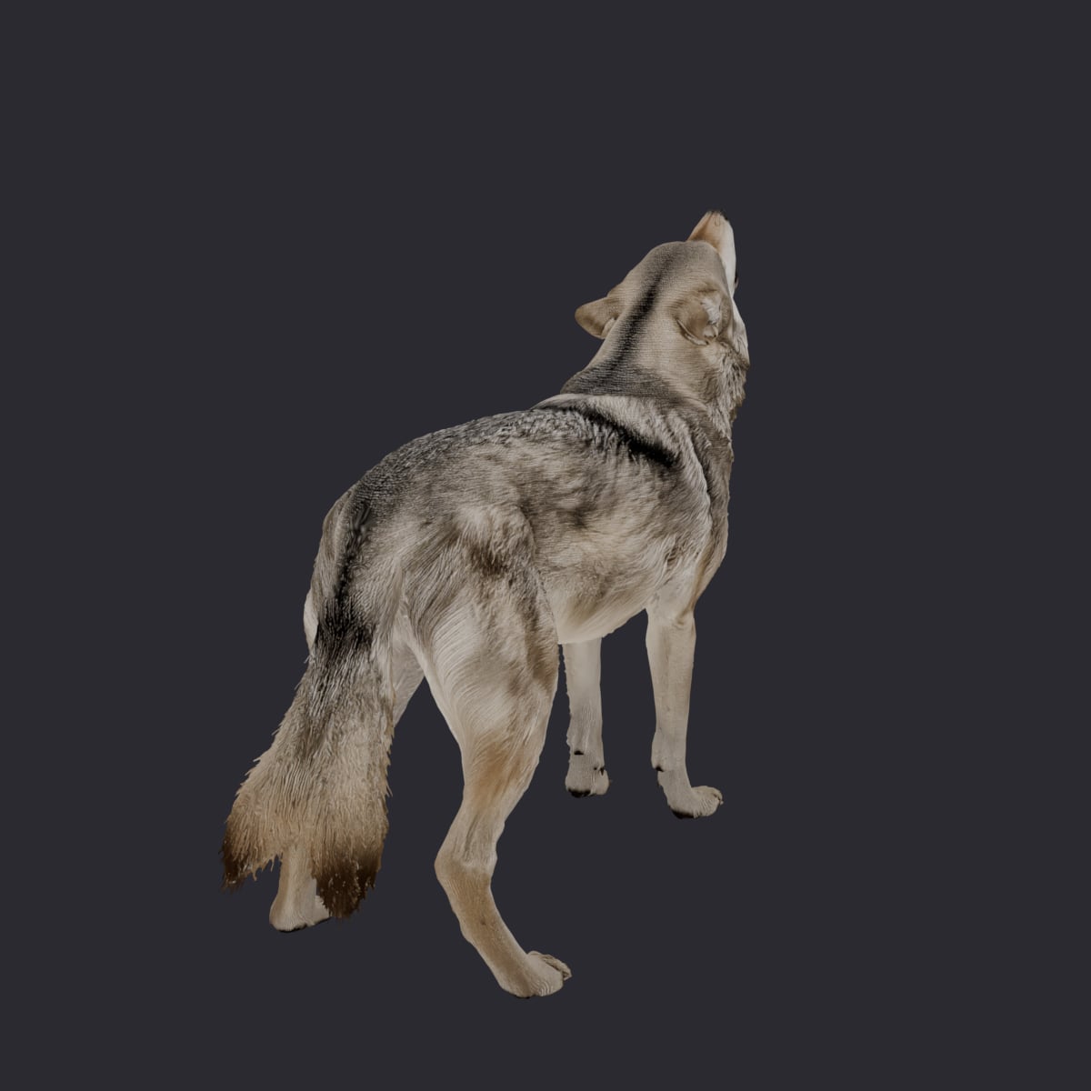 Gray Wolf — Howling, Muzzle Raised — thumbnail 3