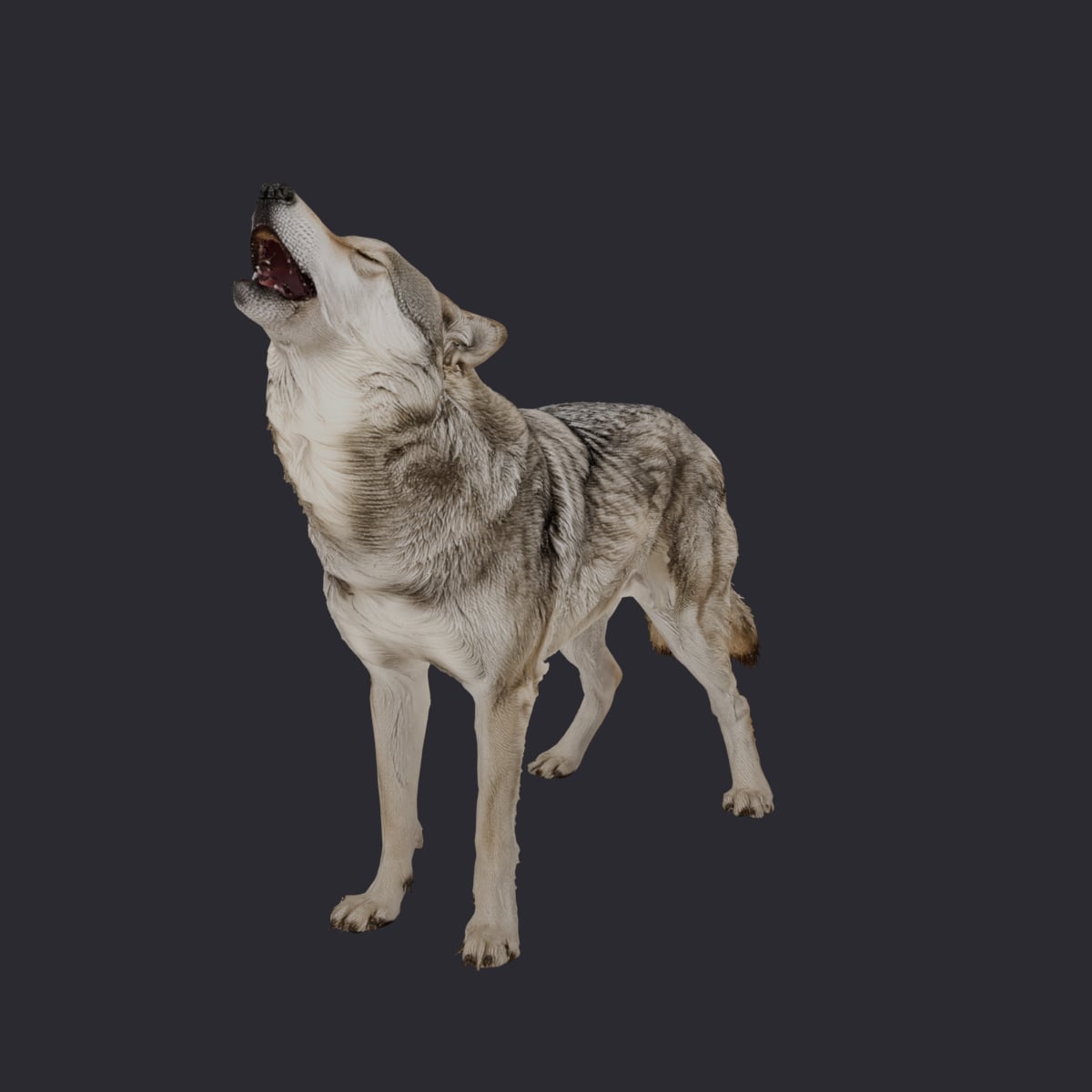 Gray Wolf — Howling, Muzzle Raised